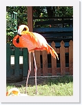 At_the _zoo (8) * 1536 x 2048 * (1.39MB)